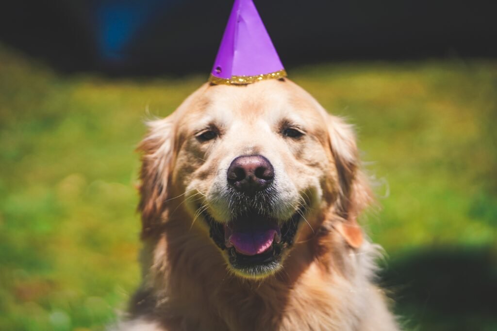 closeup smiling golden retriever with birthday hat suuny day golden gate park sf ca