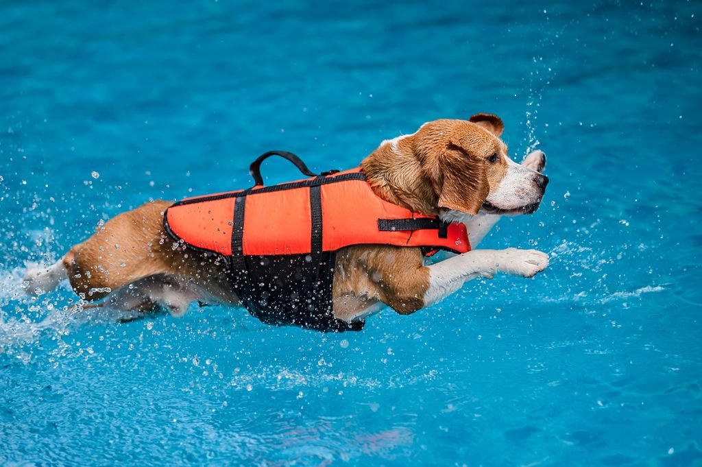 Cachorro na piscina 1 1024x681 1