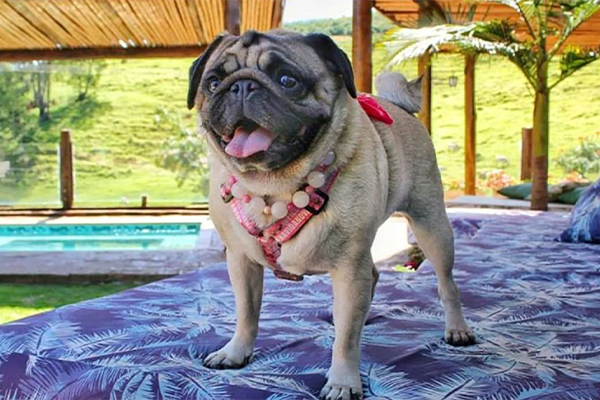 NES2